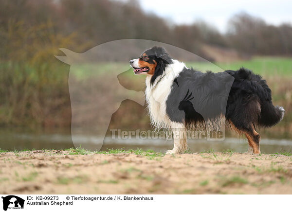 Australian Shepherd / Australian Shepherd / KB-09273