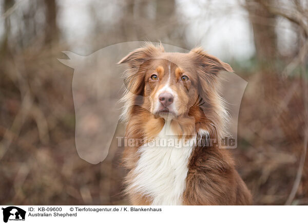 Australian Shepherd / Australian Shepherd / KB-09600