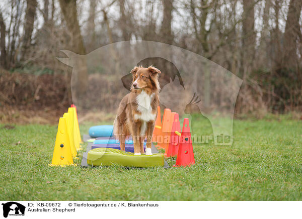 Australian Shepherd / Australian Shepherd / KB-09672