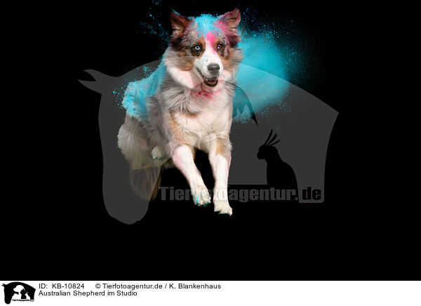 Australian Shepherd im Studio / Australian Shepherd in studio / KB-10824