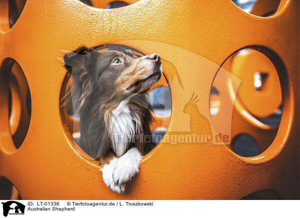 Australian Shepherd / Australian Shepherd / LT-01336