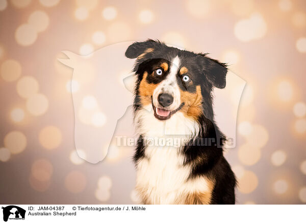 Australian Shepherd / Australian Shepherd / JAM-04387