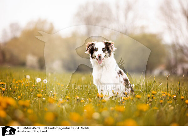 Australian Shepherd / Australian Shepherd / JAM-04573