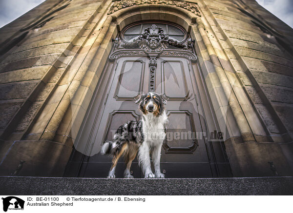 Australian Shepherd / Australian Shepherd / BE-01100