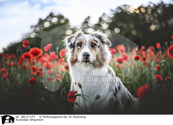 Australian Shepherd / Australian Shepherd / BE-01175