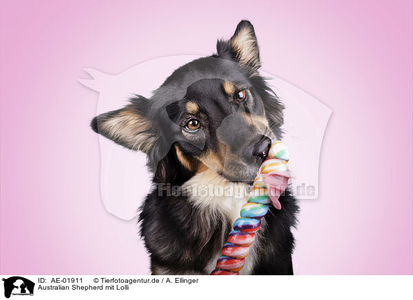 Australian Shepherd mit Lolli / Australian Shepherd with lolly / AE-01911