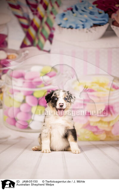 Australian Shepherd Welpe / Australian Shepherd Puppy / JAM-05150