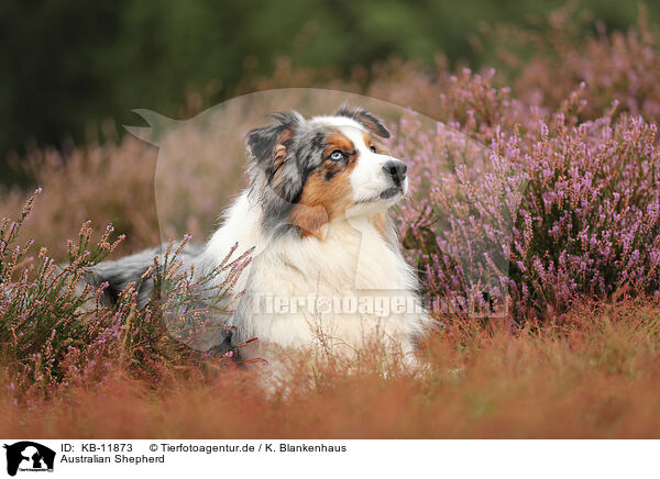 Australian Shepherd / Australian Shepherd / KB-11873