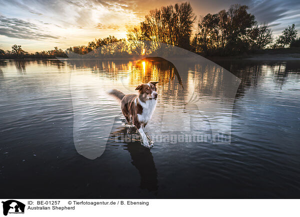 Australian Shepherd / Australian Shepherd / BE-01257