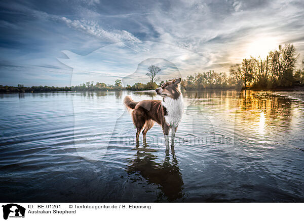 Australian Shepherd / Australian Shepherd / BE-01261