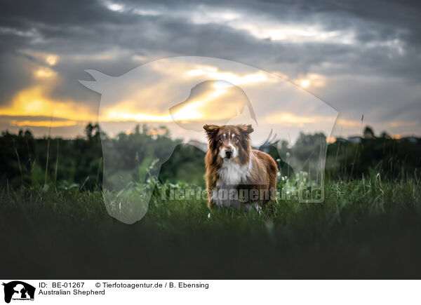 Australian Shepherd / Australian Shepherd / BE-01267