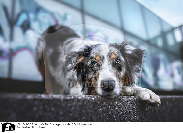 Australian Shepherd / Australian Shepherd / DH-03224