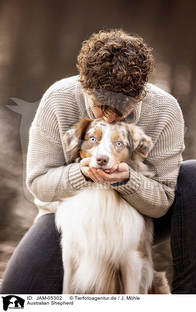 Australian Shepherd / Australian Shepherd / JAM-05302