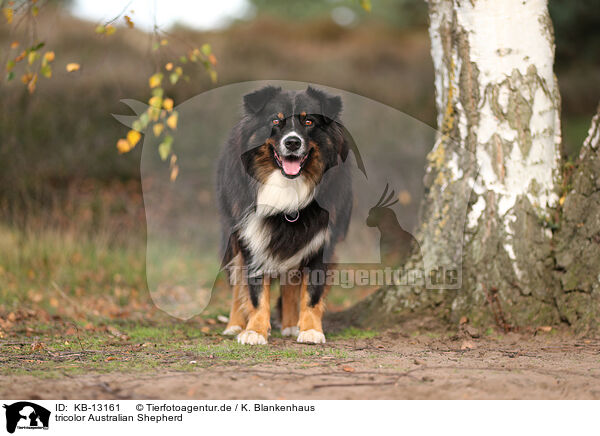 tricolor Australian Shepherd / tricolor Australian Shepherd / KB-13161