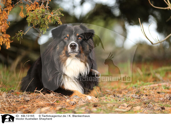 tricolor Australian Shepherd / tricolor Australian Shepherd / KB-13165