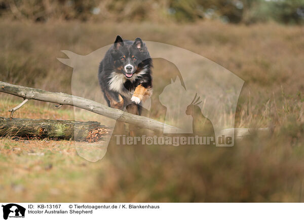 tricolor Australian Shepherd / tricolor Australian Shepherd / KB-13167