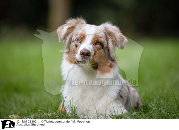 Australian Shepherd / Australian Shepherd / MM-02302