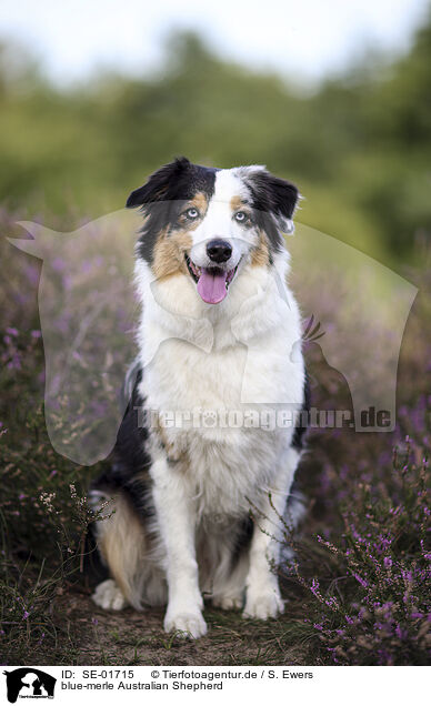 blue-merle Australian Shepherd / blue-merle Australian Shepherd / SE-01715