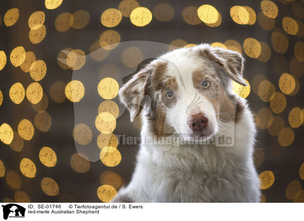 red-merle Australian Shepherd / red-merle Australian Shepherd / SE-01746