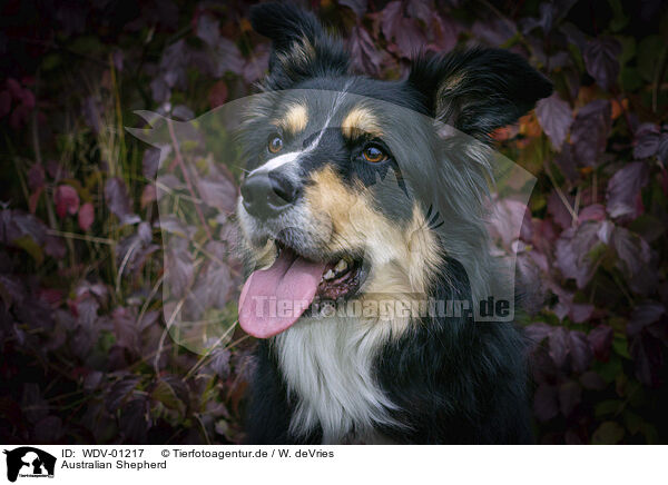 Australian Shepherd / Australian Shepherd / WDV-01217