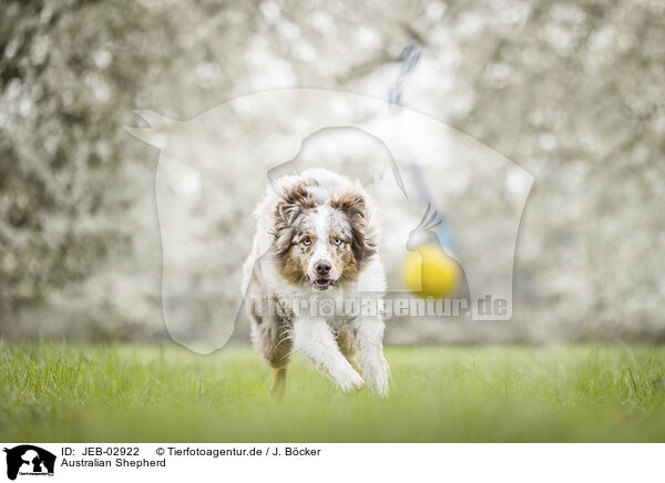 Australian Shepherd / JEB-02922