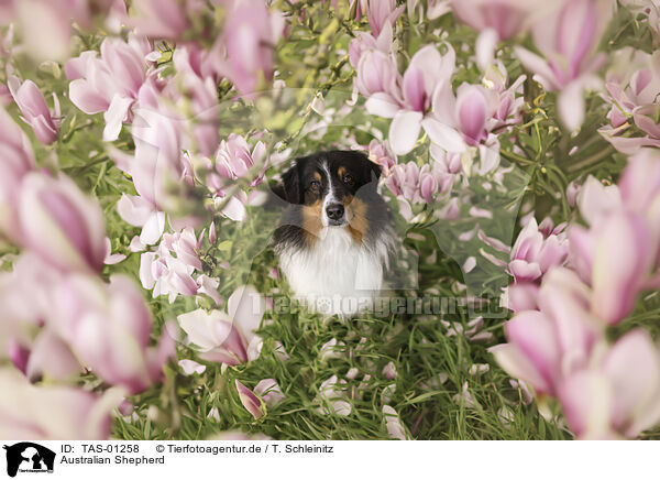 Australian Shepherd / TAS-01258