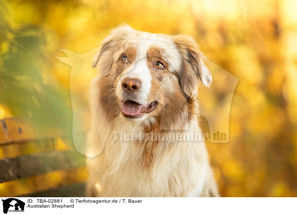 Australian Shepherd / Australian Shepherd / TBA-02881