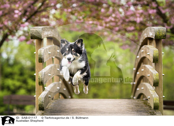 Australian Shepherd / Australian Shepherd / SAB-01117