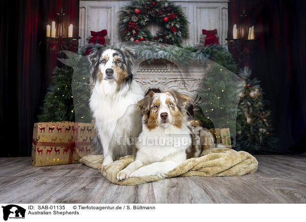 Australian Shepherds / Australian Shepherds / SAB-01135