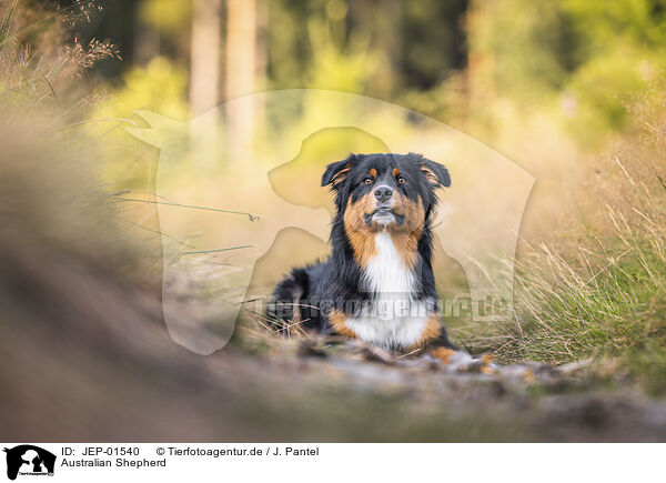 Australian Shepherd / Australian Shepherd / JEP-01540