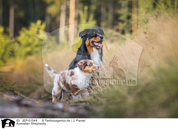 Australian Shepherds / Australian Shepherds / JEP-01544