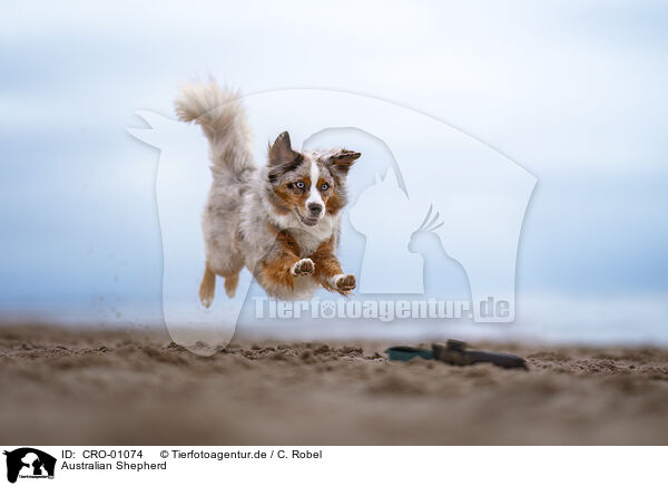 Australian Shepherd / Australian Shepherd / CRO-01074