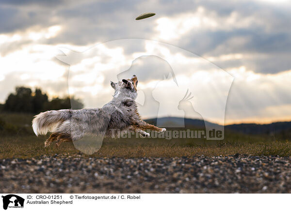 Australian Shepherd / Australian Shepherd / CRO-01251