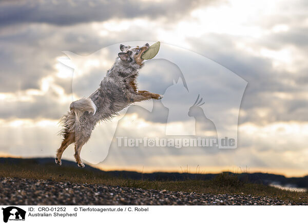 Australian Shepherd / Australian Shepherd / CRO-01252