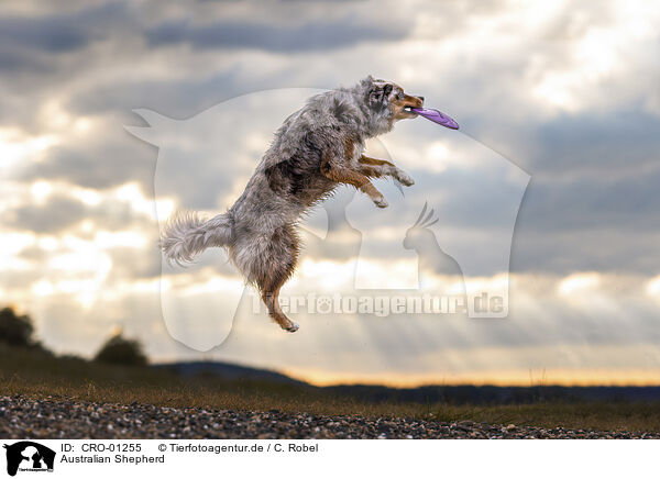 Australian Shepherd / Australian Shepherd / CRO-01255