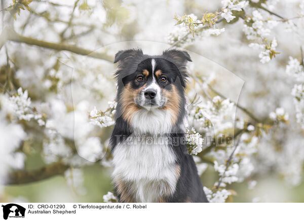 Australian Shepherd / Australian Shepherd / CRO-01290