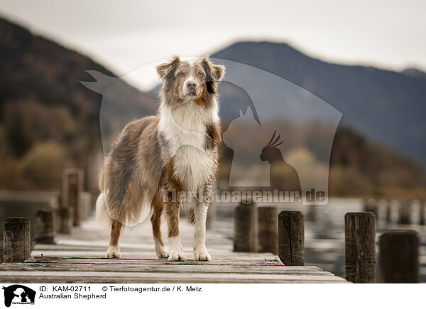 Australian Shepherd / Australian Shepherd / KAM-02711