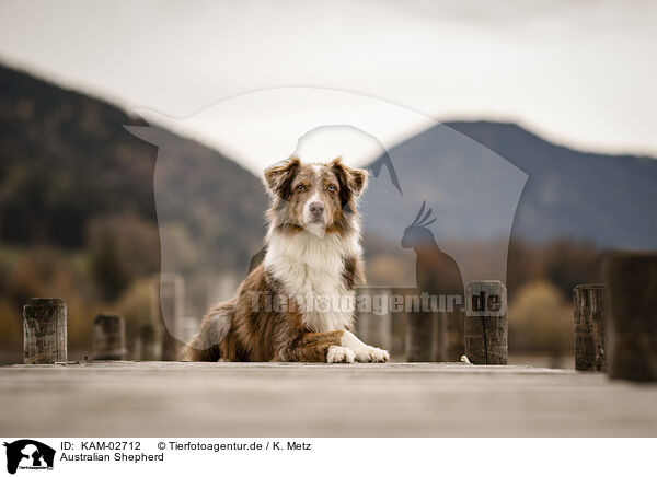 Australian Shepherd / Australian Shepherd / KAM-02712