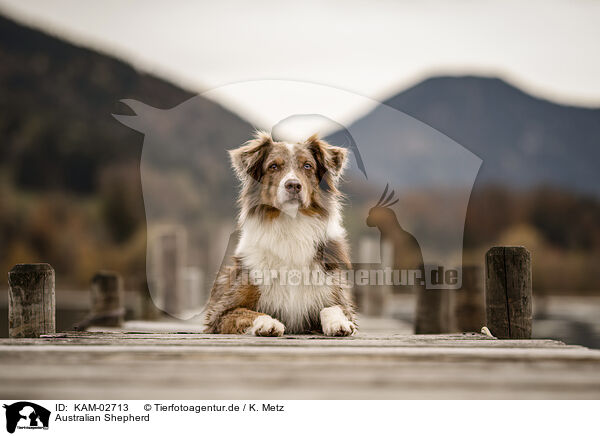 Australian Shepherd / Australian Shepherd / KAM-02713