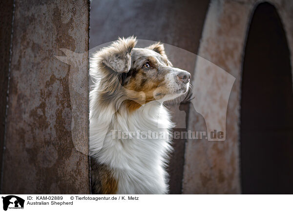 Australian Shepherd / Australian Shepherd / KAM-02889