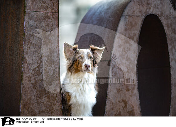 Australian Shepherd / Australian Shepherd / KAM-02891