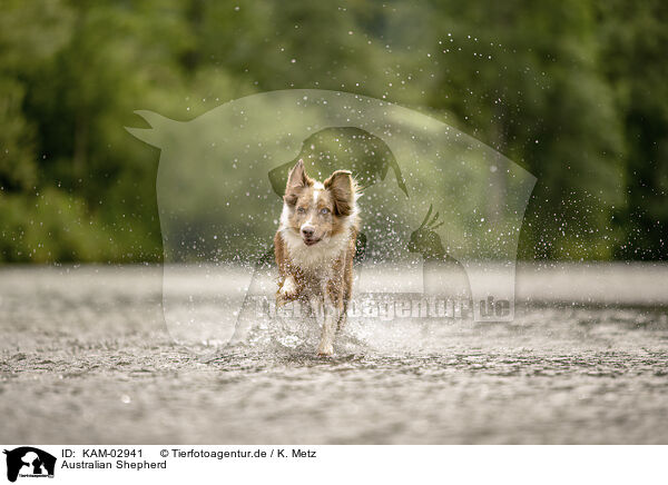 Australian Shepherd / Australian Shepherd / KAM-02941