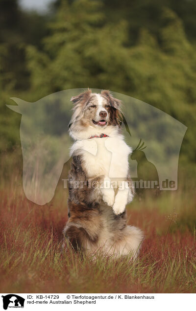 red-merle Australian Shepherd / red-merle Australian Shepherd / KB-14729