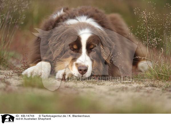 red-tri Australian Shepherd / red-tri Australian Shepherd / KB-14744