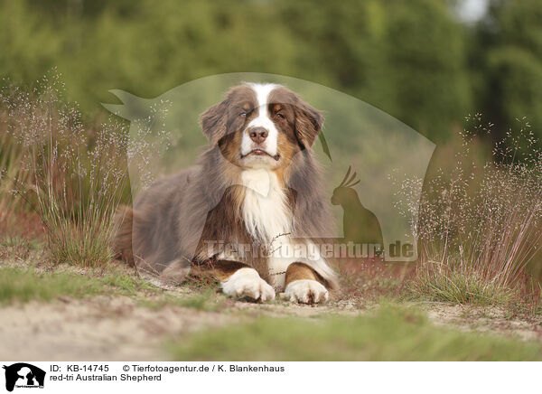 red-tri Australian Shepherd / red-tri Australian Shepherd / KB-14745