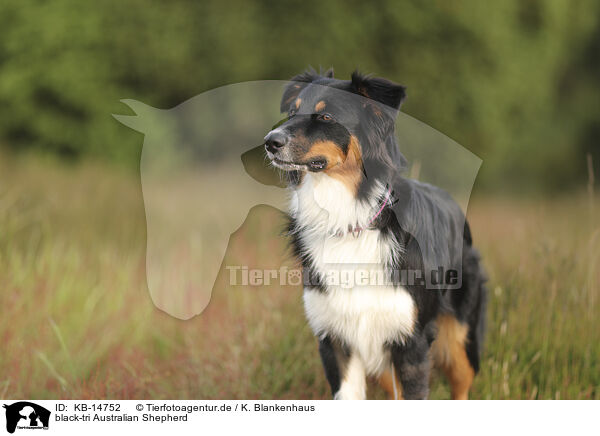 black-tri Australian Shepherd / black-tri Australian Shepherd / KB-14752