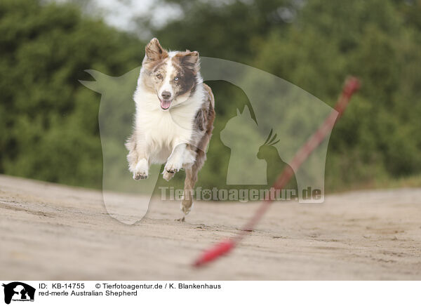 red-merle Australian Shepherd / red-merle Australian Shepherd / KB-14755