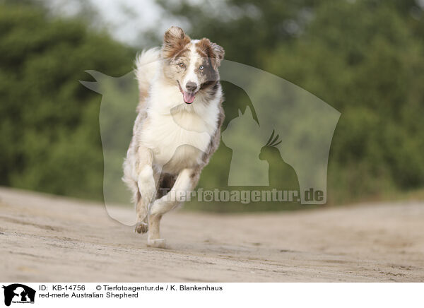 red-merle Australian Shepherd / red-merle Australian Shepherd / KB-14756