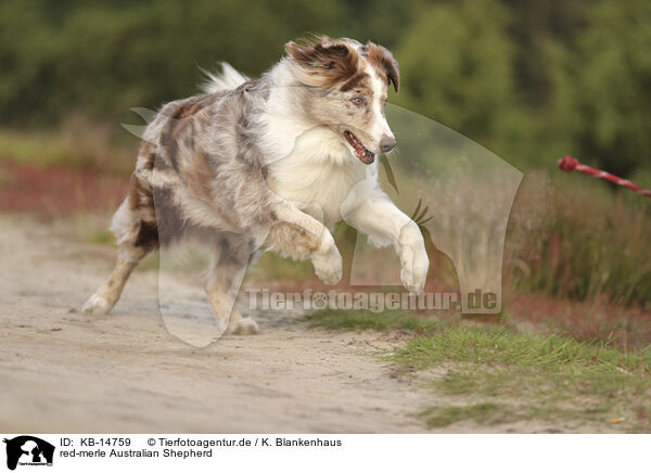 red-merle Australian Shepherd / red-merle Australian Shepherd / KB-14759