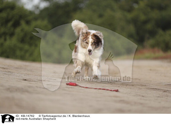 red-merle Australian Shepherd / red-merle Australian Shepherd / KB-14762